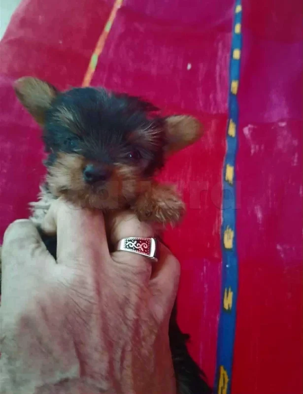 chiots yorkshire toy âge 2 mois - Miniature 3