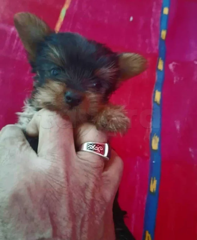 chiots yorkshire toy âge 2 mois - Miniature 4