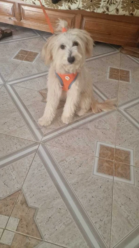 a vendre caniche bichon