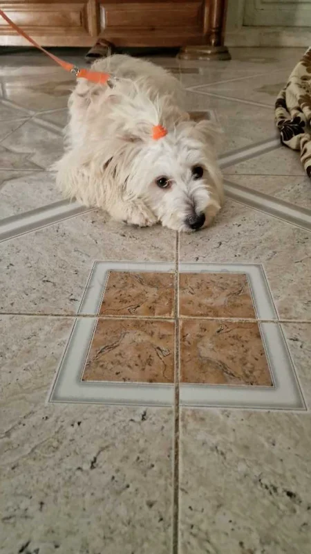 a vendre caniche bichon - Miniature 2