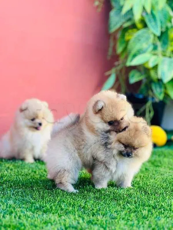 spitz pomernian - Miniature 2