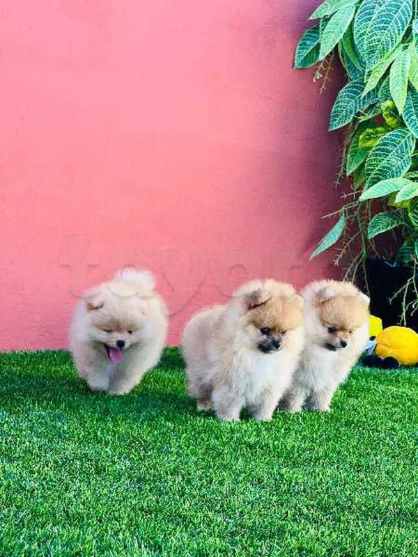 spitz pomernian - Miniature 3