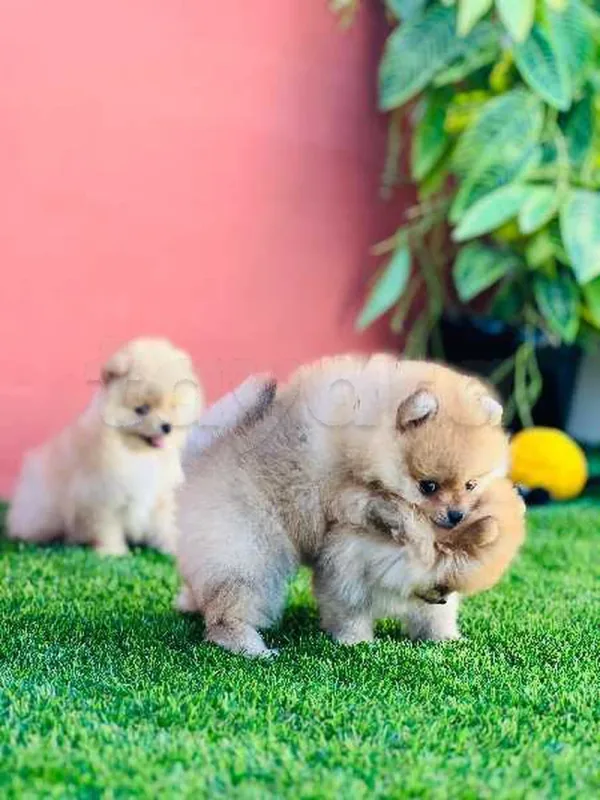 spitz pomernian - Miniature 5