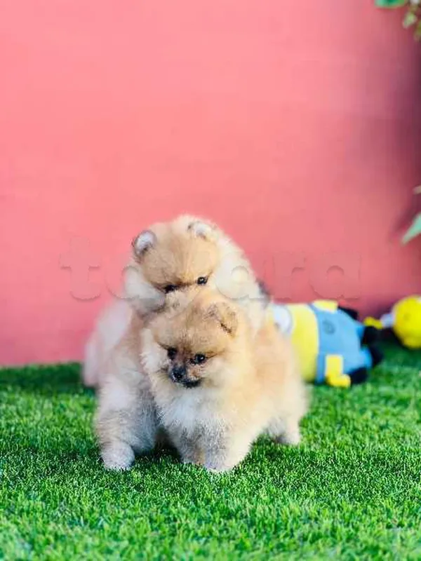 spitz pomernian - Miniature 4