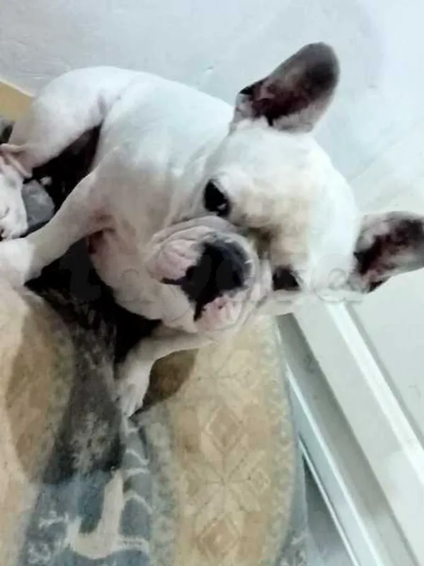 Bulldog français a vendre