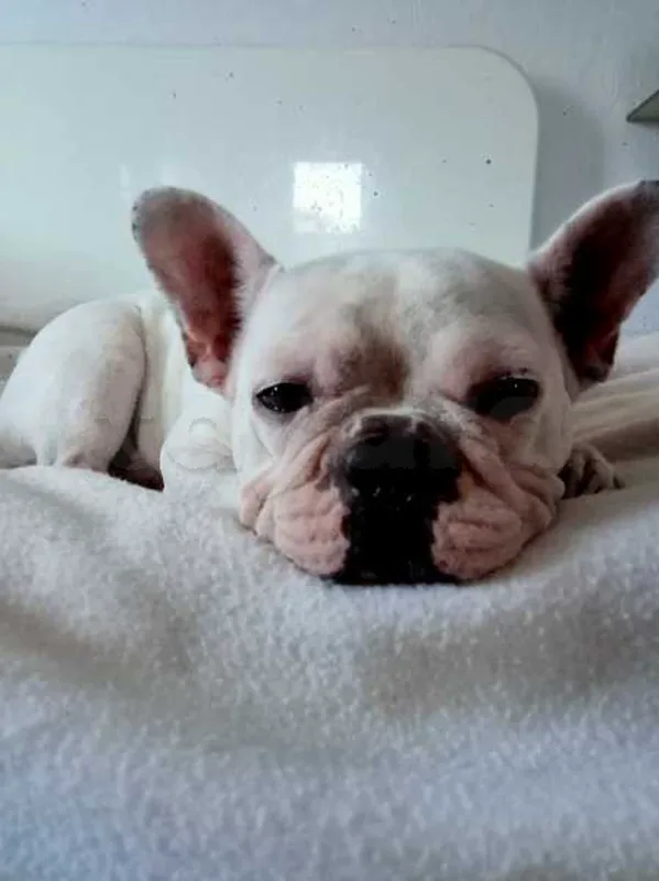 Bulldog français a vendre - Miniature 2