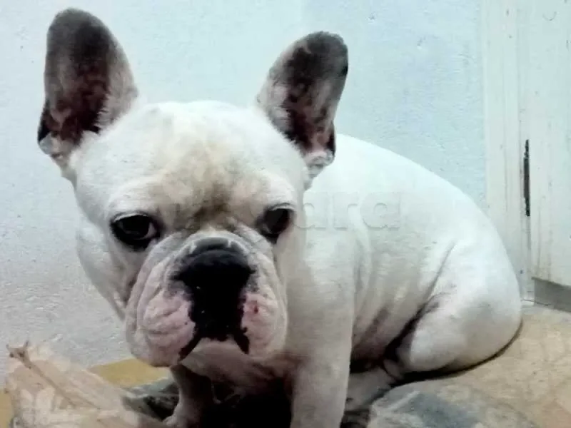 Bulldog français a vendre - Miniature 3