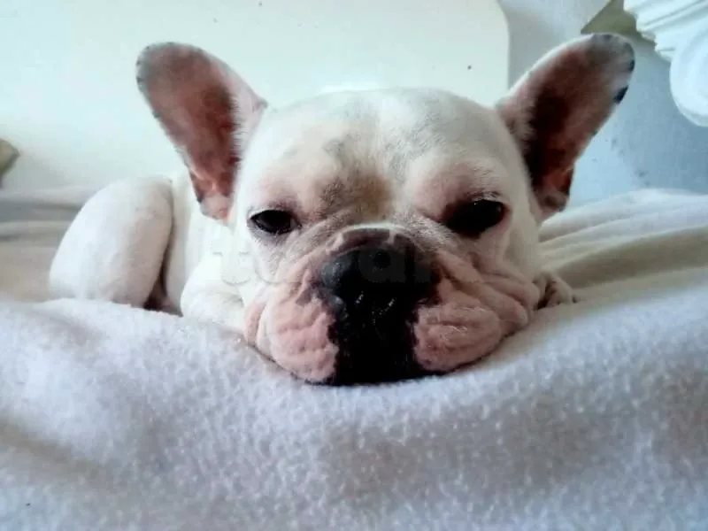 Bulldog français a vendre - Miniature 4