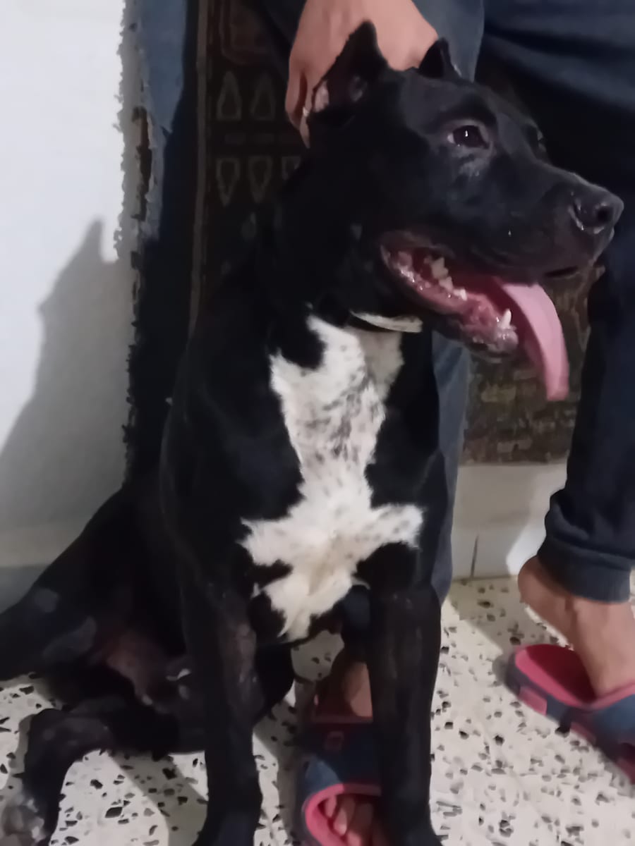 Pitbull 