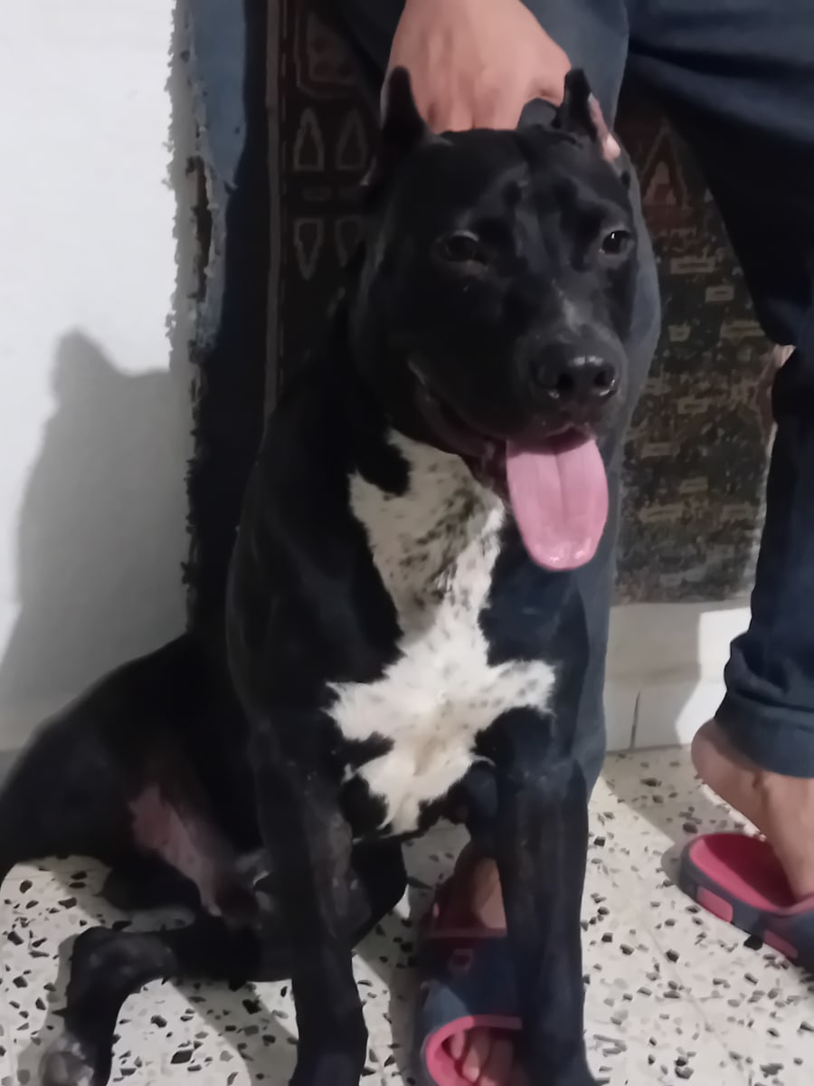 Pitbull  - Miniature 2