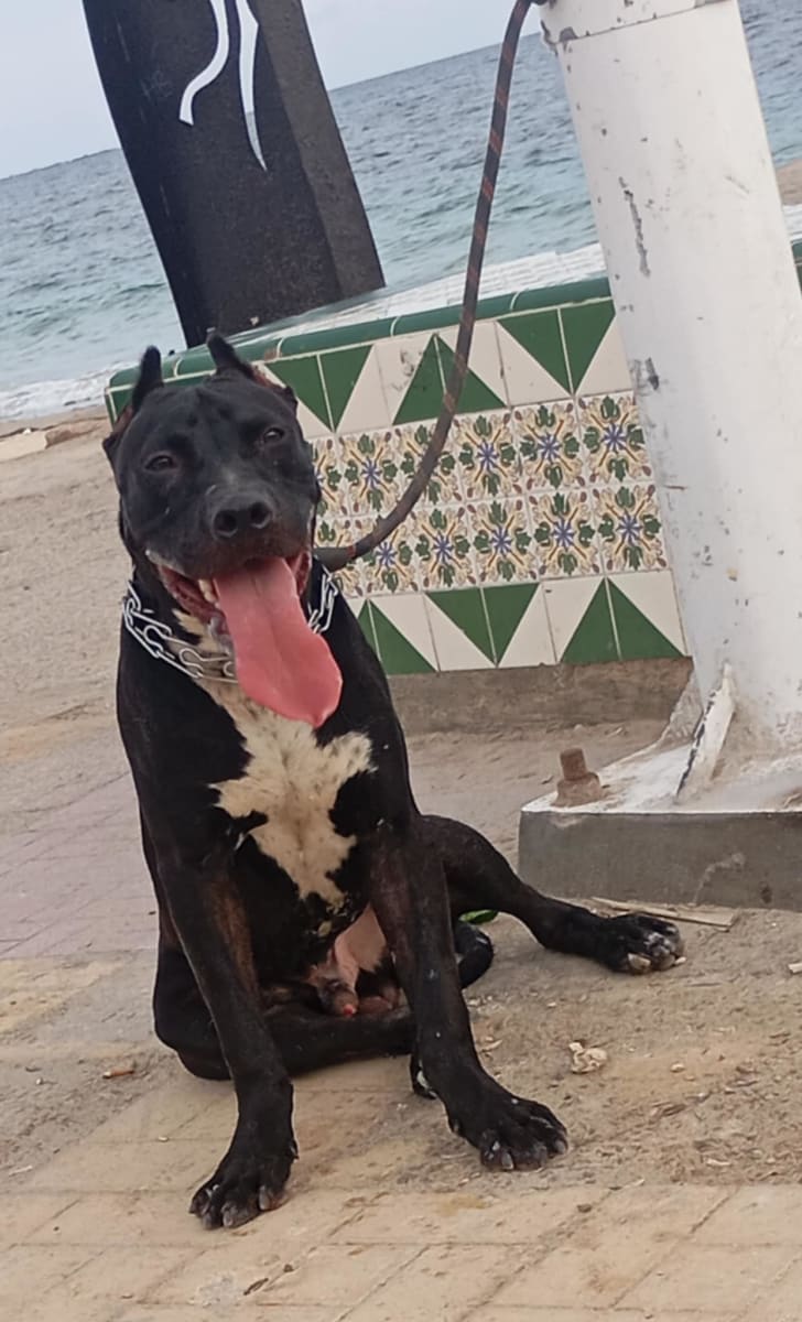 Pitbull  - Miniature 3