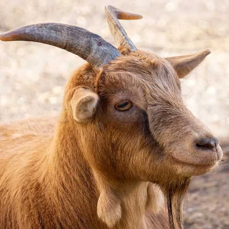 zawz maeza wala zawz nieaj eashaar - Miniature 2