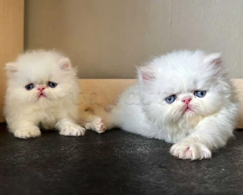 chat persan