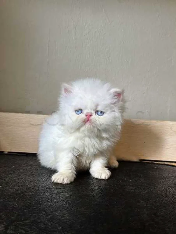 chat persan - Miniature 2