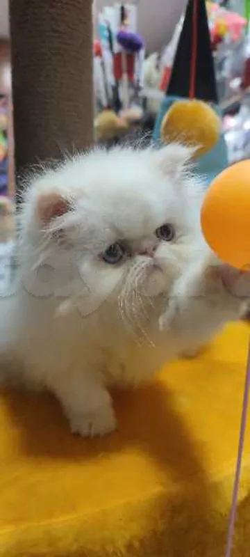 chat persan - Miniature 3