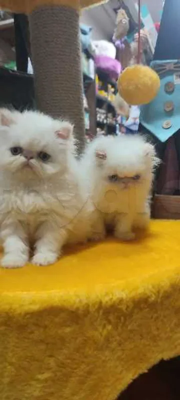 chat persan - Miniature 4