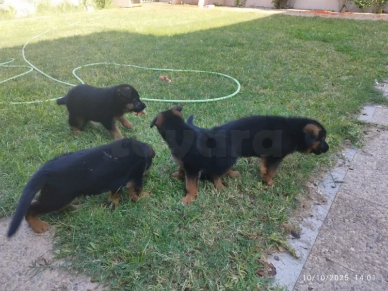 Vente chiots berger allemand - Miniature 2