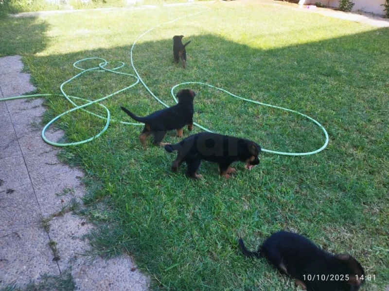 Vente chiots berger allemand - Miniature 3