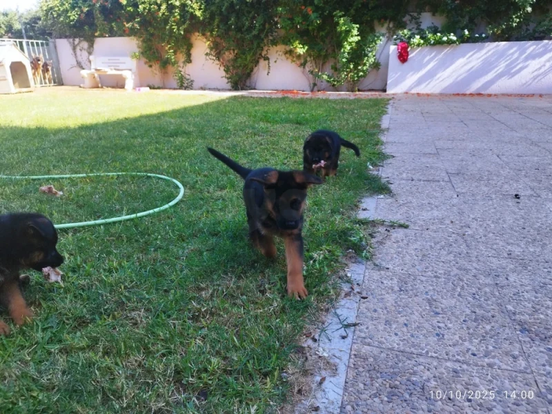 Vente chiots berger allemand - Miniature 4