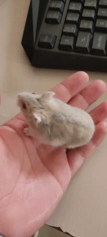 Hamster Russe nain