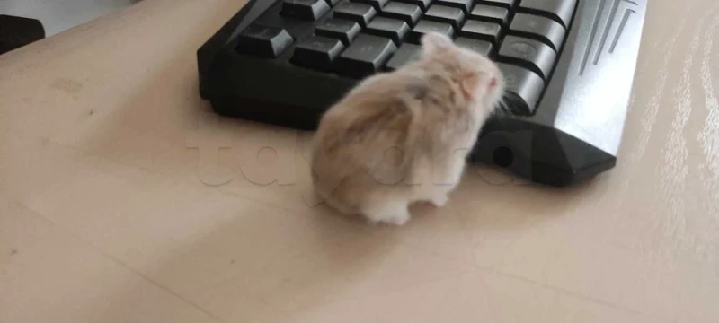 Hamster Russe nain - Miniature 2