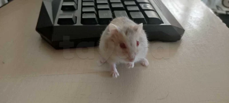 Hamster Russe nain - Miniature 3