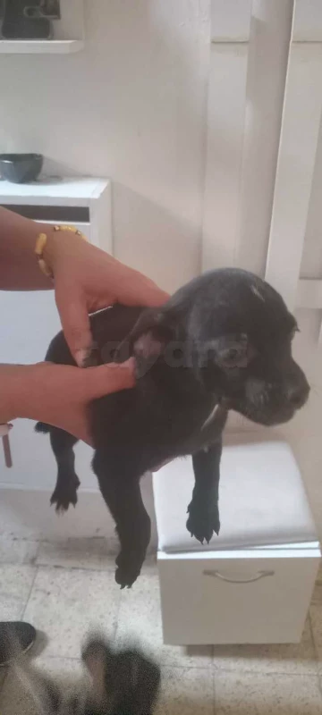 chiwawa 3 mois