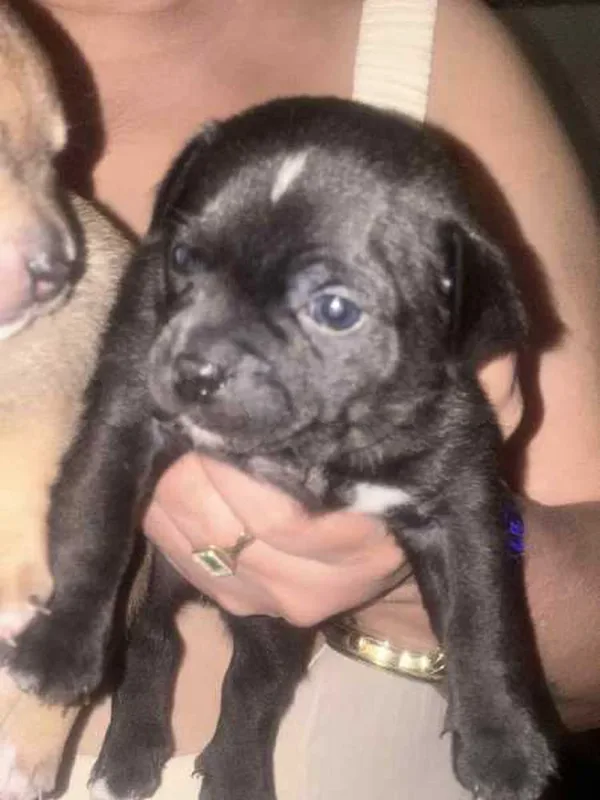 chiwawa - Miniature 2