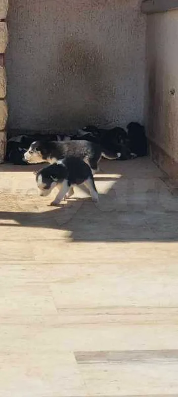 chien - Miniature 2