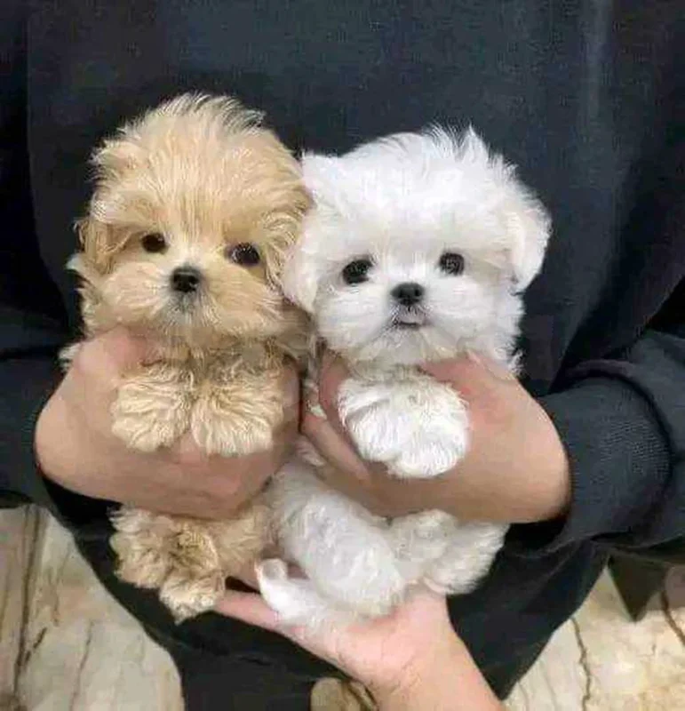 Bichon chien de poche  caniche nain
 age 2 mois
protocole de vaccination a jour 
Livraison  possible pour tt la Tunisie 
92 425 538