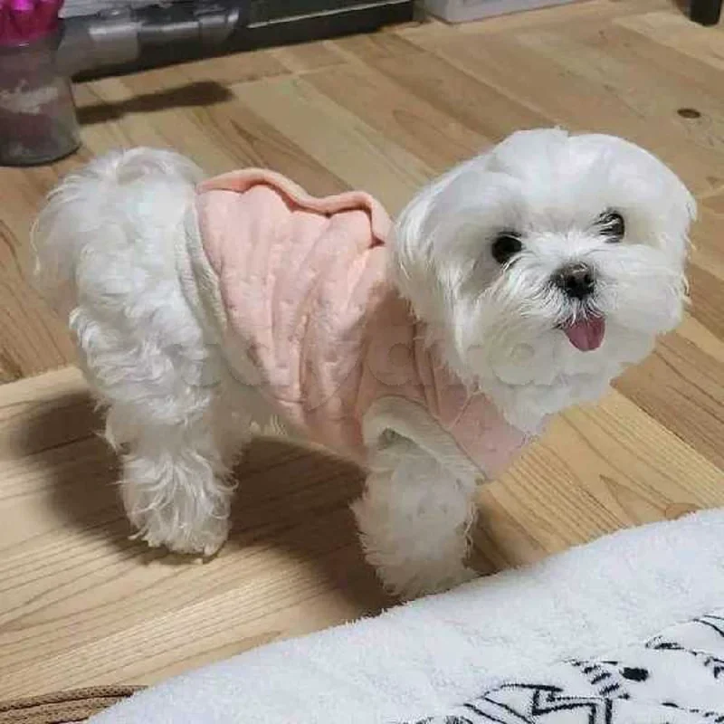 Bichon chien de poche  caniche nain
 age 2 mois
protocole de vaccination a jour 
Livraison  possible pour tt la Tunisie 
92 425 538 - Miniature 2