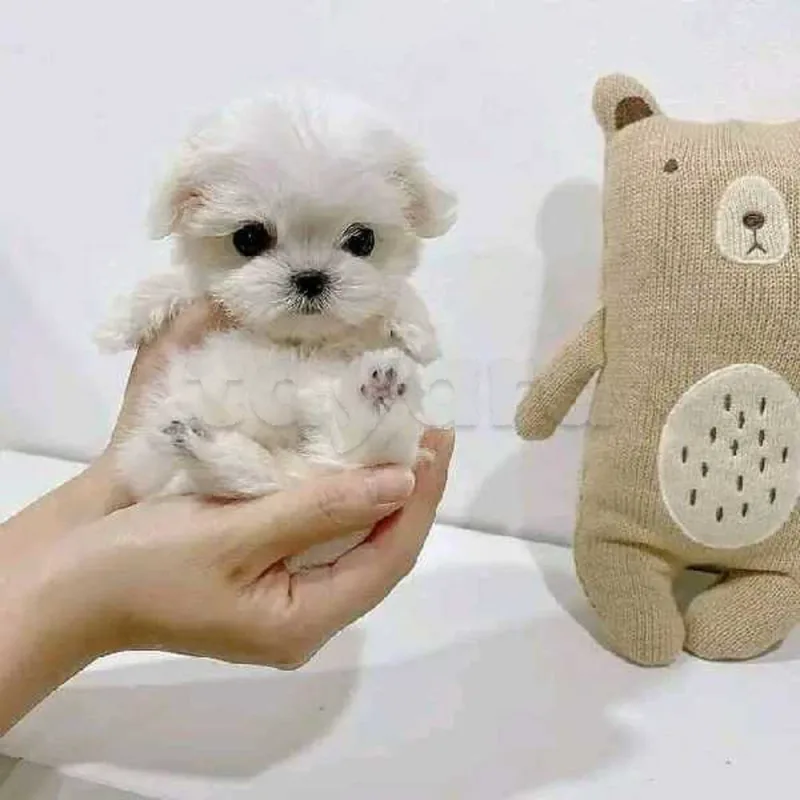 Bichon chien de poche  caniche nain
 age 2 mois
protocole de vaccination a jour 
Livraison  possible pour tt la Tunisie 
92 425 538 - Miniature 3