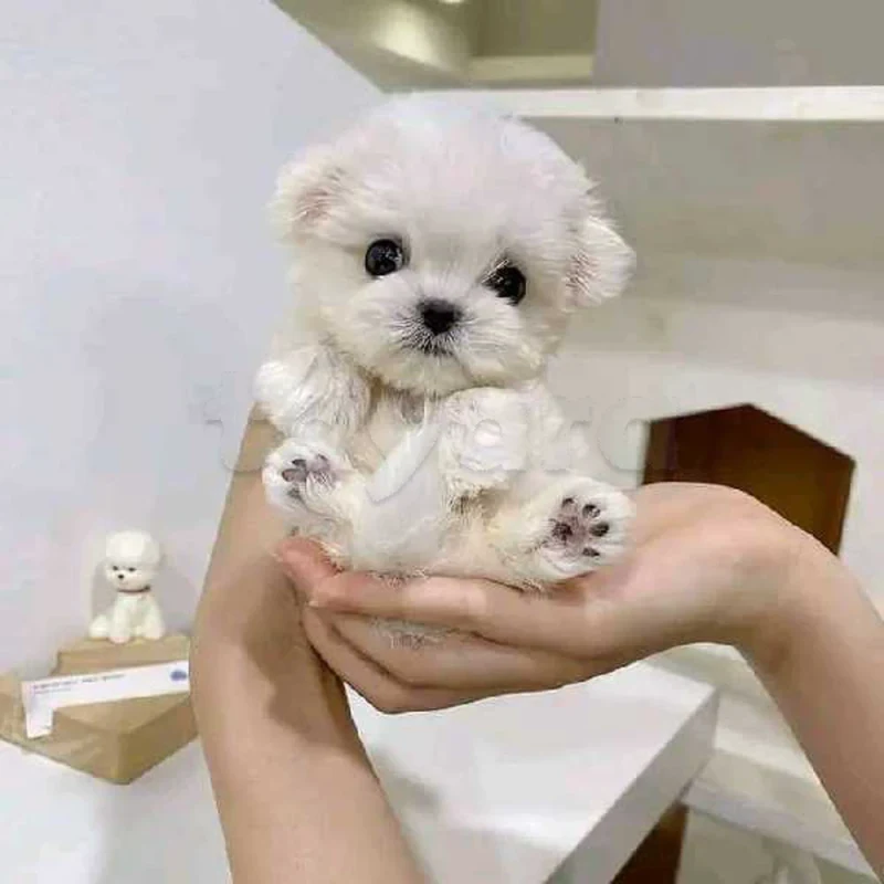 Bichon chien de poche  caniche nain
 age 2 mois
protocole de vaccination a jour 
Livraison  possible pour tt la Tunisie 
92 425 538 - Miniature 4