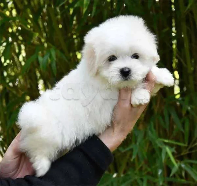 Bichon chien de poche  caniche nain
 age 2 mois
protocole de vaccination a jour 
Livraison  possible pour tt la Tunisie 
92 425 538 - Miniature 2