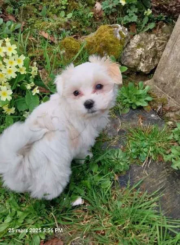 Bichon chien de poche  caniche nain
 age 2 mois
protocole de vaccination a jour 
Livraison  possible pour tt la Tunisie 
92 425 538 - Miniature 3