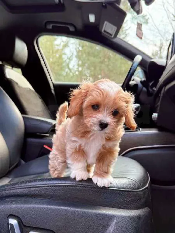 Bichon chien de poche  caniche nain
 age 2 mois
protocole de vaccination a jour 
Livraison  possible pour tt la Tunisie 
92 425 538 - Miniature 2