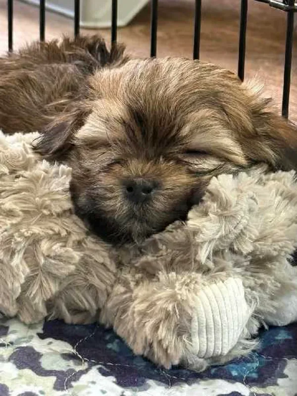 Bichon chien de poche  caniche nain
 age 2 mois
protocole de vaccination a jour 
Livraison  possible pour tt la Tunisie 
92 425 538 - Miniature 5