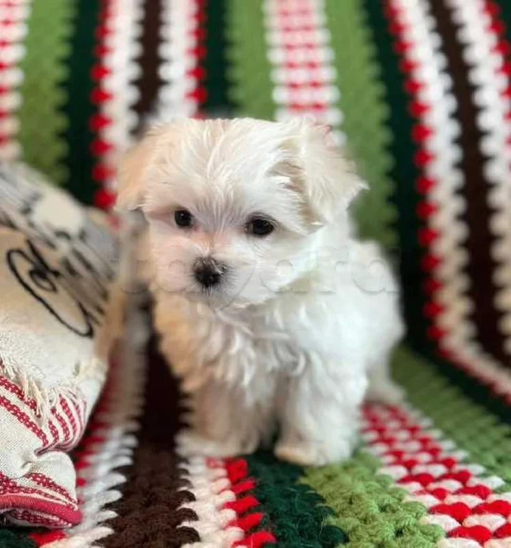 Bichon chien de poche  caniche nain
 age 2 mois
protocole de vaccination a jour 
Livraison  possible pour tt la Tunisie 
92 425 538