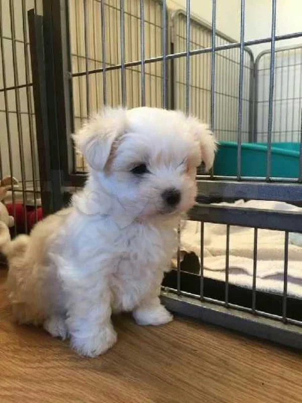 Bichon chien de poche  caniche nain
 age 2 mois
protocole de vaccination a jour 
Livraison  possible pour tt la Tunisie 
92 425 538 - Miniature 2
