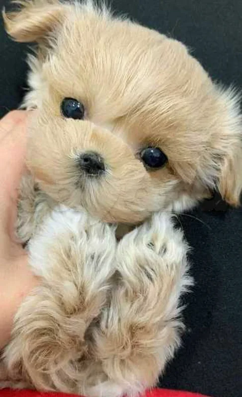 Bichon chien de poche  caniche nain
 age 2 mois
protocole de vaccination a jour 
Livraison  possible pour tt la Tunisie 
92 425 538 - Miniature 3