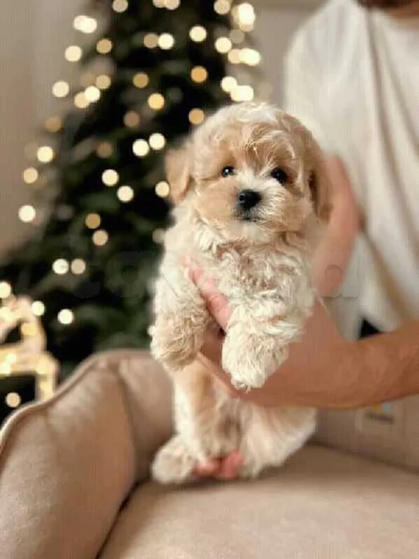 Bichon chien de poche  caniche nain
 age 2 mois
protocole de vaccination a jour 
Livraison  possible pour tt la Tunisie 
92 425 538 - Miniature 4