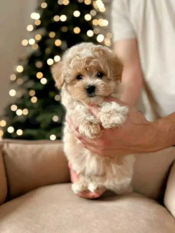 Bichon chien de poche  caniche nain
 age 2 mois
protocole de vaccination a jour 
Livraison  possible pour tt la Tunisie 
92 425 538 - Miniature 5