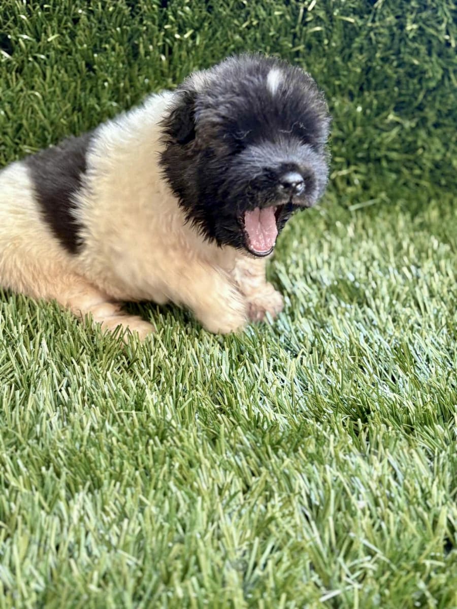Adorable chiot mâle à vendre 