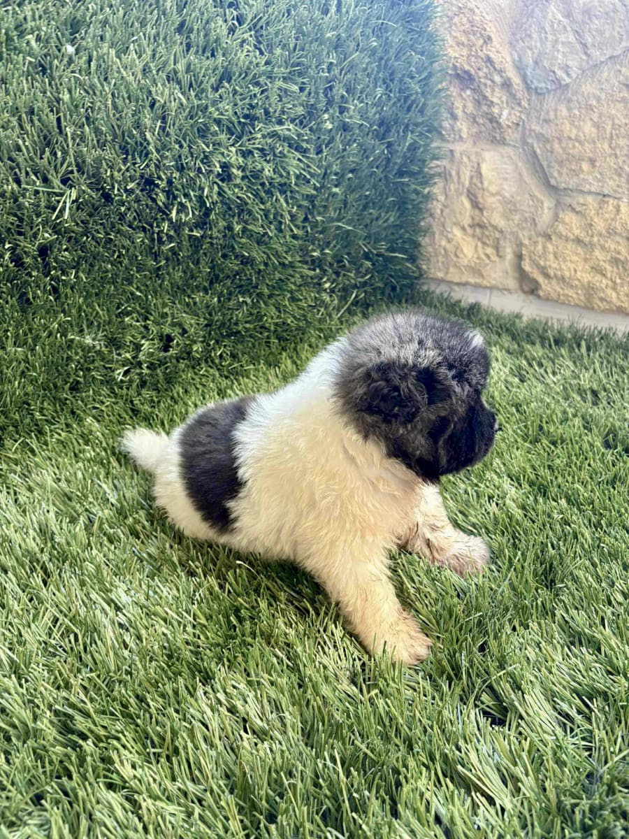 Adorable chiot mâle à vendre  - Miniature 4