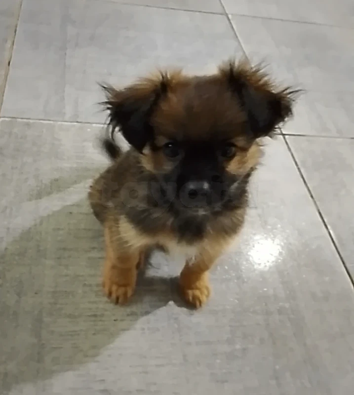 Chien chiwawa mal 2 chahrine - Photo 1