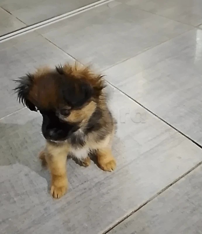 Chien chiwawa mal 2 chahrine - Miniature 2