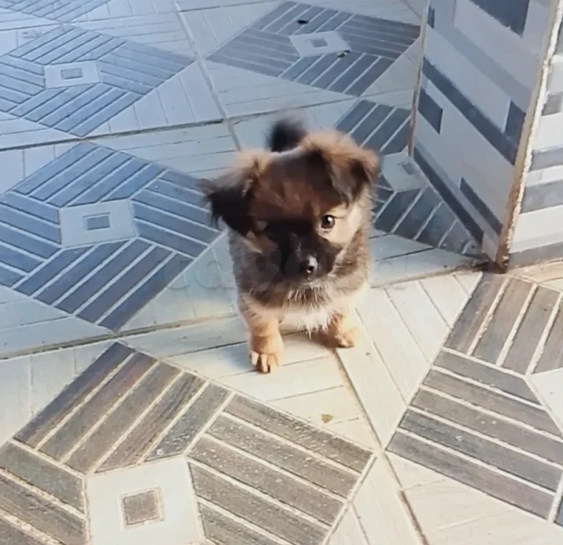 Chien chiwawa mal 2 chahrine - Miniature 3