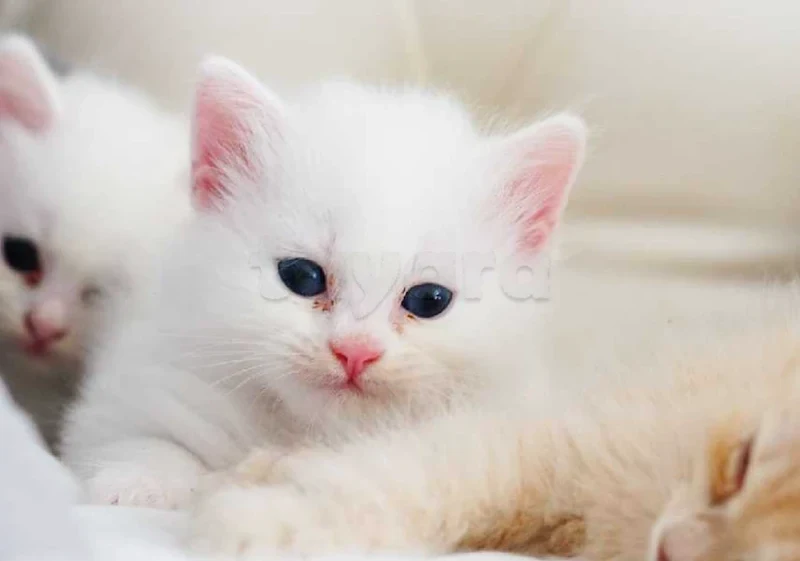 Chaton angora turque