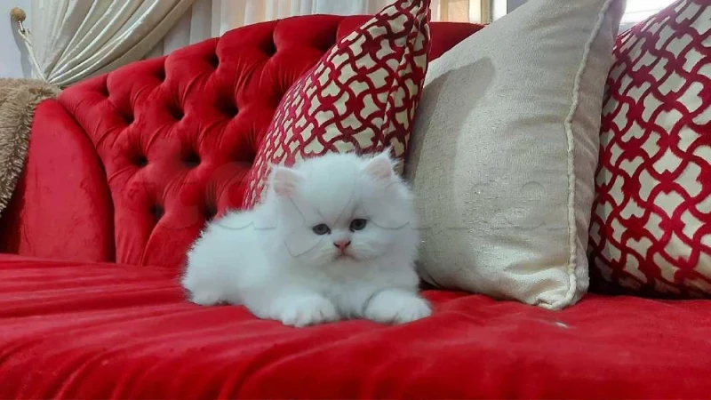 chat persan - Miniature 2