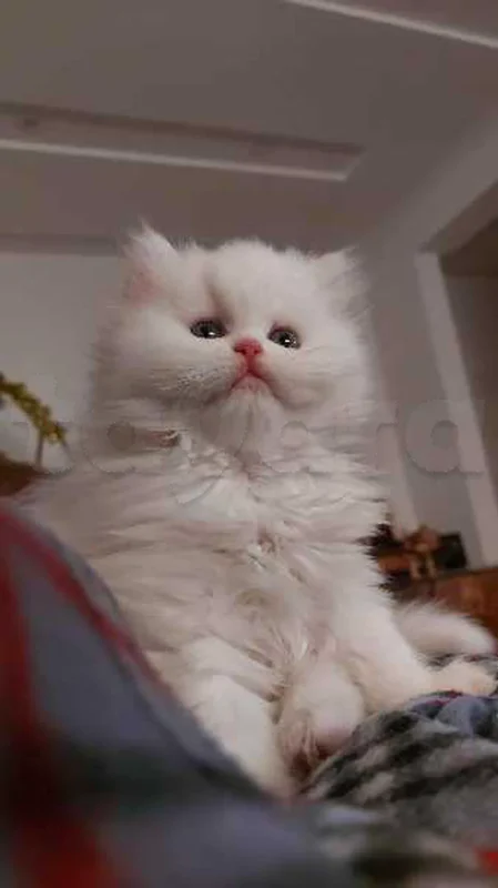 chat persan - Miniature 3